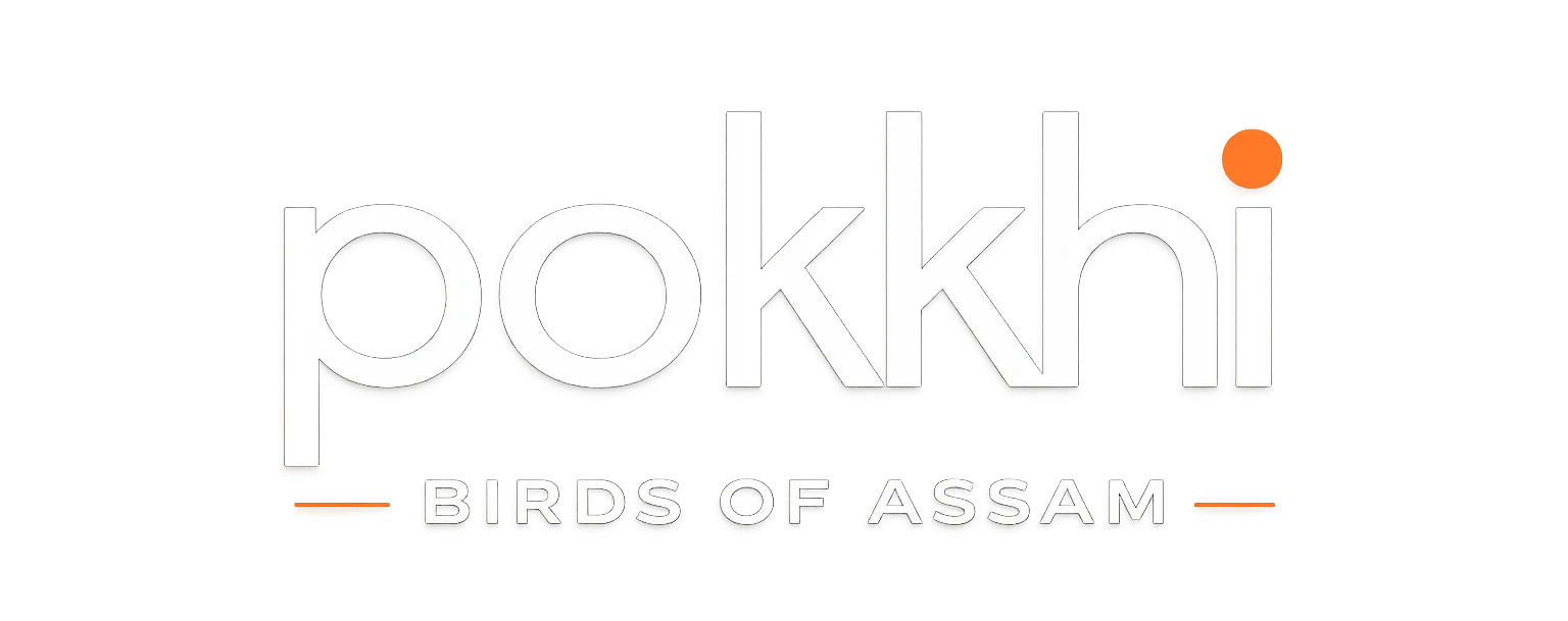  Birds of Assam